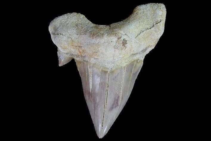 Otodus Shark Tooth Fossil - Eocene #67164